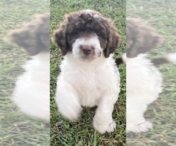 Medium Photo #1 Bordoodle-F2 Aussiedoodle Mix Puppy For Sale in BLAINE, TN, USA