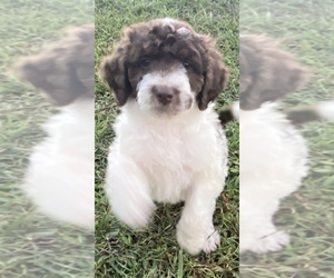 Bordoodle-F2 Aussiedoodle Mix Puppy for sale in BLAINE, TN, USA