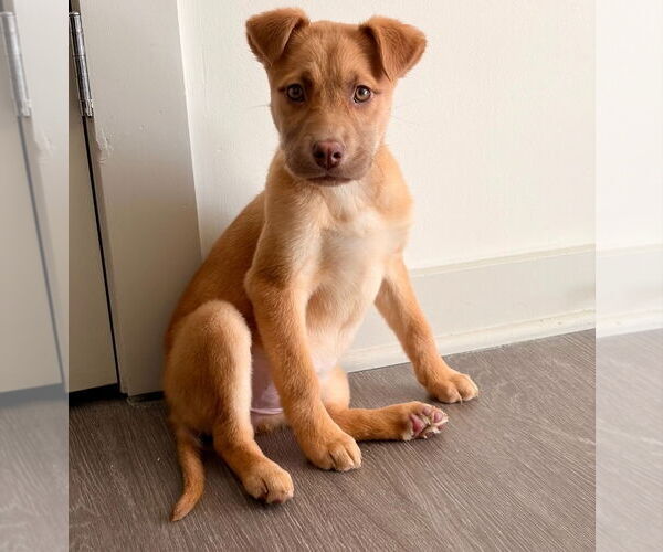 Medium Photo #1 Shepradors Puppy For Sale in Chester, VA, USA