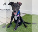 Small Photo #9 Labrador Retriever-Unknown Mix Puppy For Sale in Royal Palm Beach, FL, USA