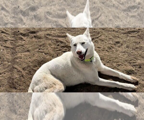 Medium Photo #3 Siberian Husky Puppy For Sale in Omaha, NE, USA