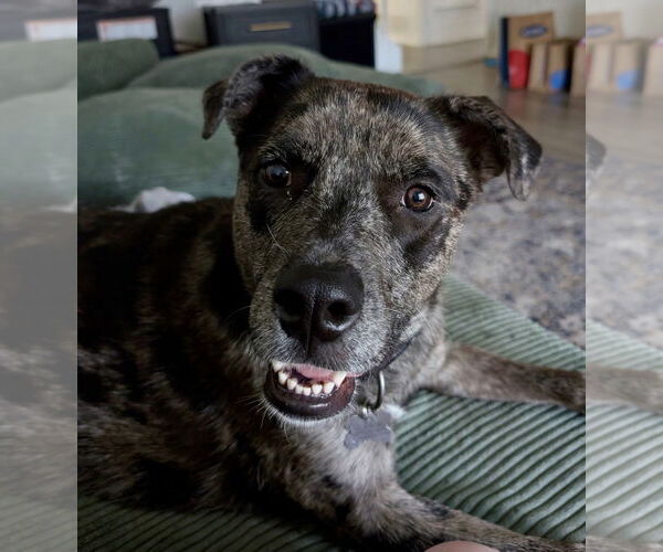 Medium Photo #13 Catahoula Leopard Dog Puppy For Sale in Euless, TX, USA