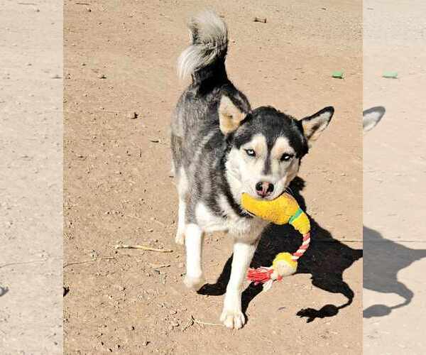 Medium Photo #2 Siberian Husky Puppy For Sale in Peralta, NM, USA