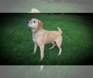 Father of the Labrador Retriever puppies born on 07/26/2020