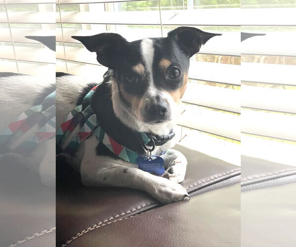 Medium Photo #3 Chihuahua-Unknown Mix Puppy For Sale in Bellevue, WA, USA