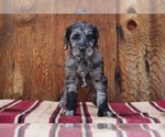 Puppy 2 Irish Wolfhound-Poodle (Standard) Mix