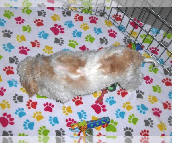 Medium Photo #14 Cavapoo-Poodle (Miniature) Mix Puppy For Sale in ORO VALLEY, AZ, USA