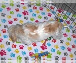 Small #13 Cavapoo-Poodle (Miniature) Mix