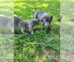 Small Photo #6 Weimaraner Puppy For Sale in GREENWICH, OH, USA