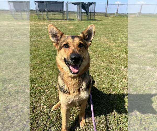 Medium Photo #3 German Shepherd Dog-Unknown Mix Puppy For Sale in Abbeville, LA, USA