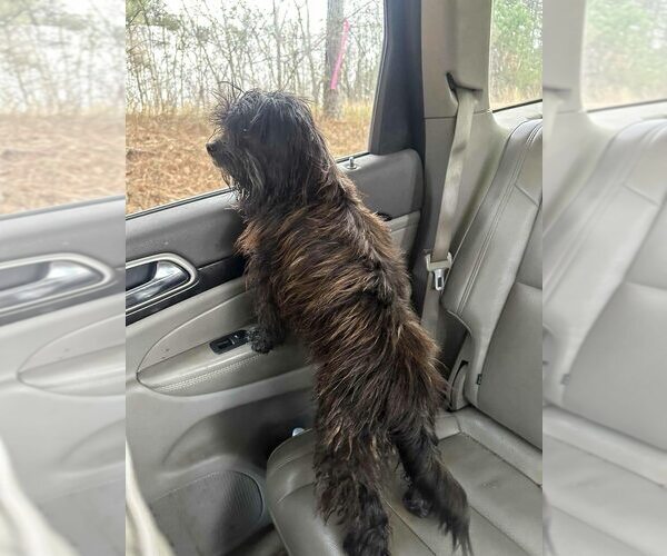 Medium Photo #3 Shih Tzu Puppy For Sale in New York, NY, USA