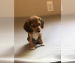 Small Photo #7 Beagle Puppy For Sale in SPENCER, TN, USA
