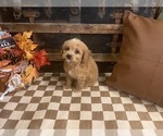 Small #3 Cavapoo (Miniature)