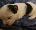 Small Photo #6 Morkie Puppy For Sale in ATLANTA, GA, USA