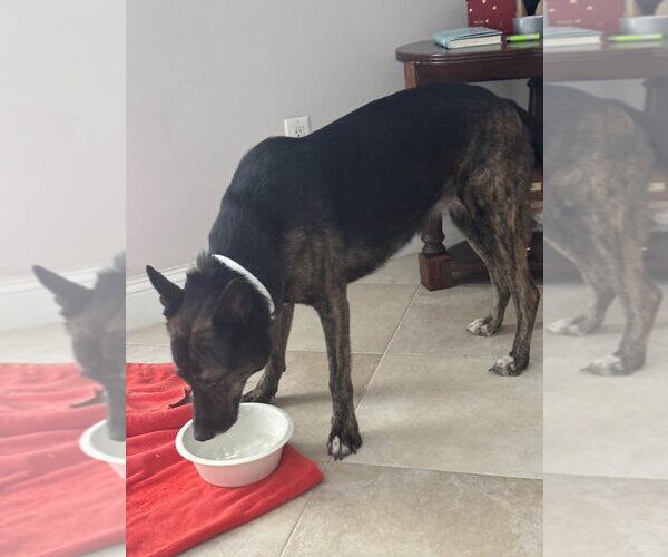 Medium Photo #2 German Shepherd Dog-Holland Shepherd Mix Puppy For Sale in Imlay City, MI, USA