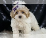 Small #1 Maltipoo
