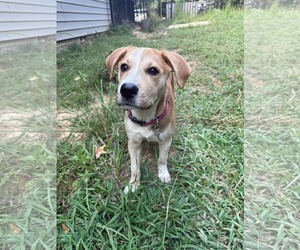 Medium Labrador Retriever Mix