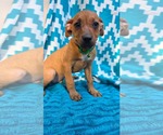 Small Photo #7 Chihuahua-Unknown Mix Puppy For Sale in Oakhurst, NJ, USA