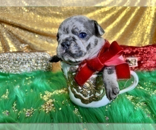 Medium Photo #40 French Bulldog Puppy For Sale in HAYWARD, CA, USA