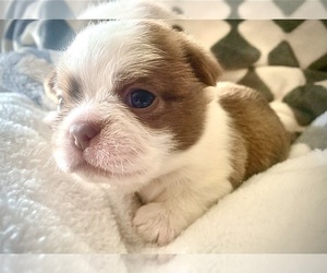 BoShih Puppy for sale in SPRINGFIELD, OH, USA