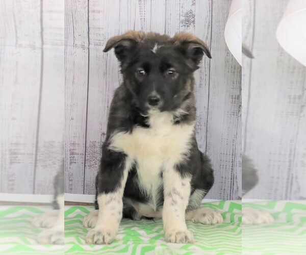 Medium Photo #1 Norwegian Elkhound-Unknown Mix Puppy For Sale in FREDERICKSBG, OH, USA