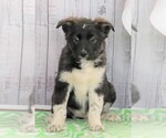 Small Photo #1 Norwegian Elkhound-Unknown Mix Puppy For Sale in FREDERICKSBG, OH, USA