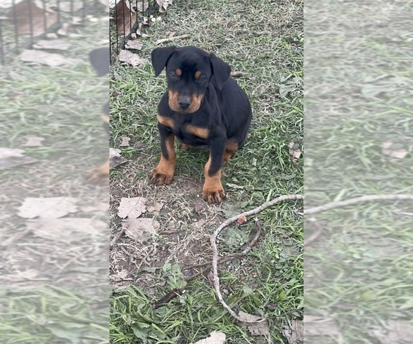 Medium Photo #5 Doberman Pinscher Puppy For Sale in QUINLAN, TX, USA