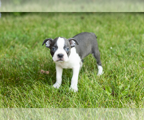 Medium Photo #1 Boston Terrier Puppy For Sale in MILFORD, IN, USA