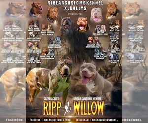 American Bully Puppy for sale in ARLINGTON HTS, OH, USA