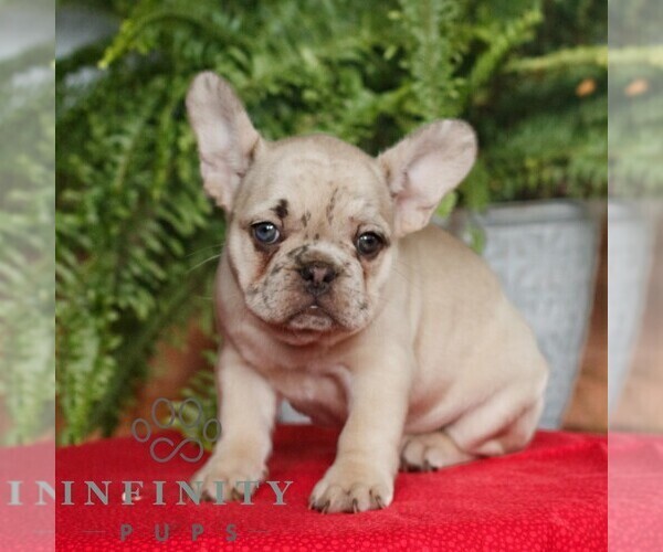 Medium Photo #3 French Bulldog Puppy For Sale in RONKS, PA, USA