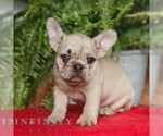 Small Photo #3 French Bulldog Puppy For Sale in RONKS, PA, USA
