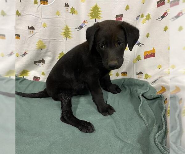 Medium Photo #1 Labrador Retriever-Unknown Mix Puppy For Sale in Modesto, CA, USA