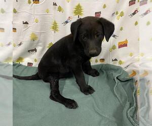 Labrador Retriever-Unknown Mix Dogs for adoption in Modesto, CA, USA