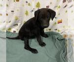 MURPHY - Male Labrador Retriever-Unknown Mix Dog for Adoption - Small photo