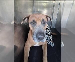 American Staffordshire Terrier-Unknown Mix Dogs for adoption in San Antonio, TX, USA