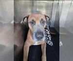 Small American Staffordshire Terrier Mix
