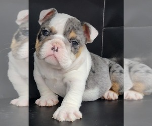English Bulldog Puppy for sale in BRANDON, FL, USA