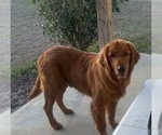 Small Photo #1 Golden Retriever Puppy For Sale in EAST DUBLIN, GA, USA