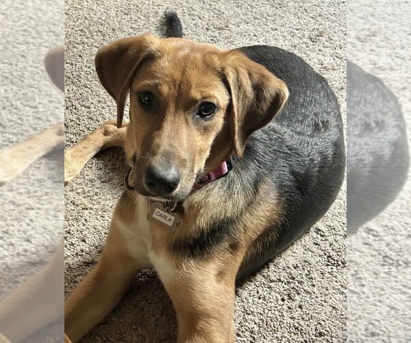 Medium Photo #1 Mutt Puppy For Sale in Boston, MA, USA