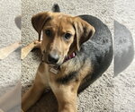 Small Mutt