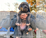 Small Photo #2 Great Dane Puppy For Sale in SAND SPRINGS, OK, USA