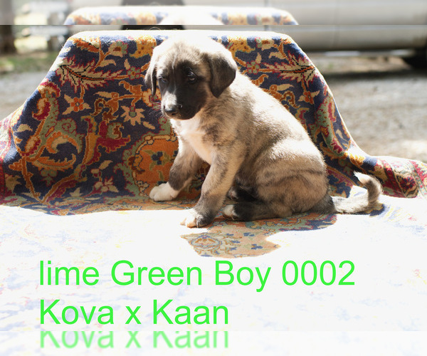 Medium Photo #1 Anatolian Shepherd Puppy For Sale in SELMA, OR, USA