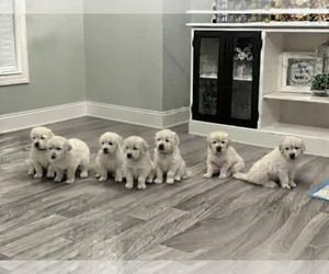 English Cream Golden Retriever Puppy for Sale in SPOTSYLVANIA, Virginia USA