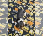 Small Photo #3 Basset Hound Puppy For Sale in SCIPIO, IN, USA