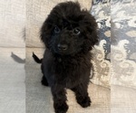 Small #8 Cavapoo