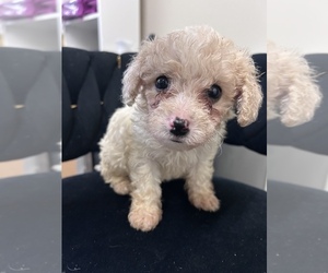 Maltipoo (Miniature) Puppy for sale in VIRGINIA BEACH, VA, USA