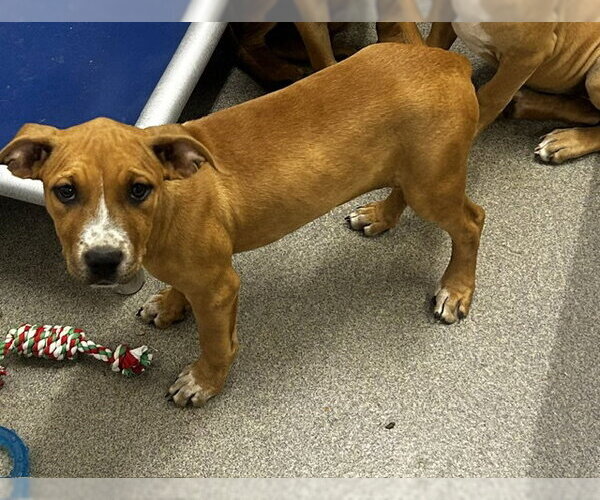 Medium Photo #1 Mutt Puppy For Sale in Sterling, MA, USA