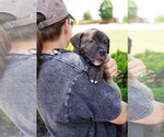 Small American Staffordshire Terrier-Boxer Mix