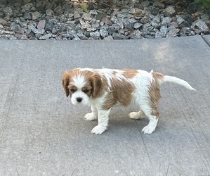Cavalier King Charles Spaniel Puppy for sale in SAVAGE, MN, USA