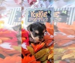 Small #10 Yorkshire Terrier